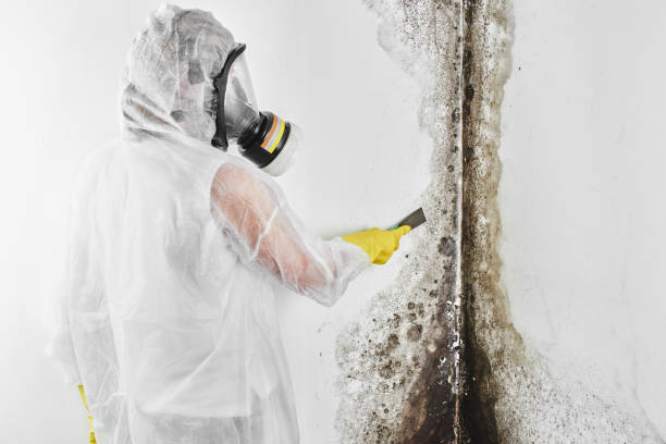 Mold Removal Process in Fort Defiance, AZ
