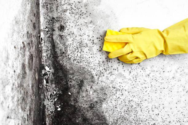 Best Water Damage Restoration  in Fort Defiance, AZ