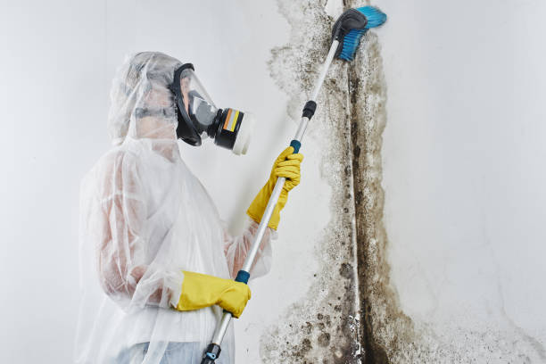 Best Crawl Space Mold Removal  in Fort Defiance, AZ