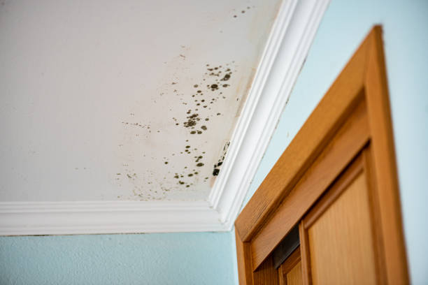 Best Fast Mold Removal  in Fort Defiance, AZ