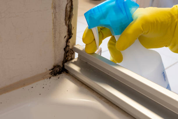 Best Toxic Mold Removal  in Fort Defiance, AZ
