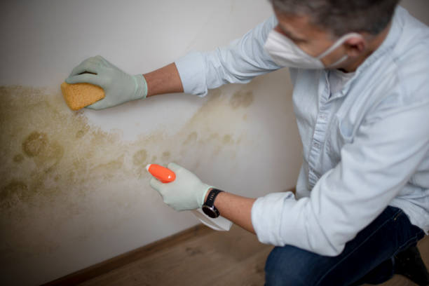 Best Mold Removal Specialists  in Fort Defiance, AZ