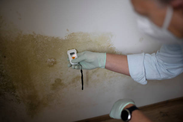 Best Black Mold Removal  in Fort Defiance, AZ