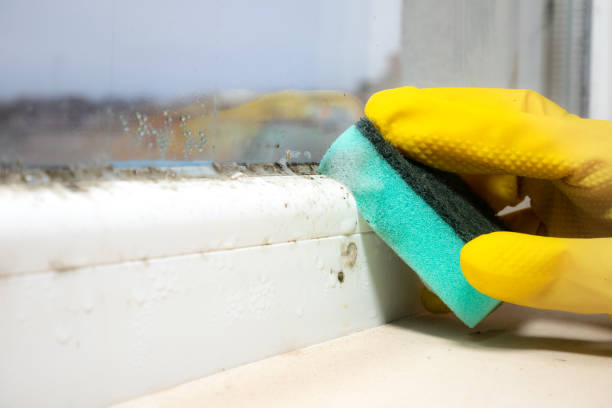 Best Mold Damage Repair  in Fort Defiance, AZ