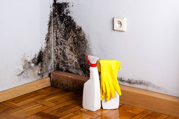 Best Mold Remediation  in Fort Defiance, AZ