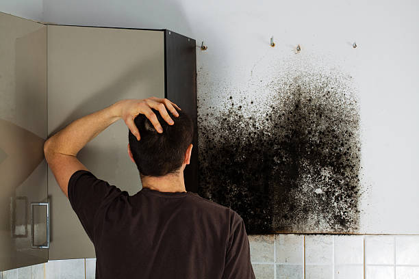Best Same-Day Mold Removal  in Fort Defiance, AZ