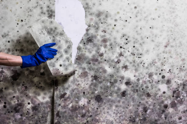 Best Affordable Mold Removal  in Fort Defiance, AZ